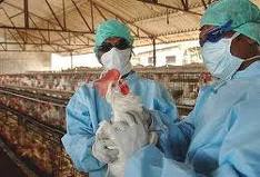 راه‌های پیشگیری از شیوع آنفلوآنزای مرغی در سطح مرغداری‌های کشور 