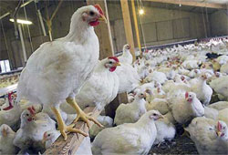 صادرات مرغ نیازمند ساز و کارهای مدیریتی است