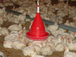 ذخیره سازی ماهانه 20 هزار تن مرغ در دستور کار قرار گرفت 